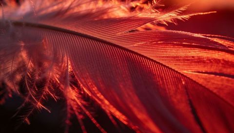 Warm backlit glowing red feather macro showing delicate barbs and translucent texture