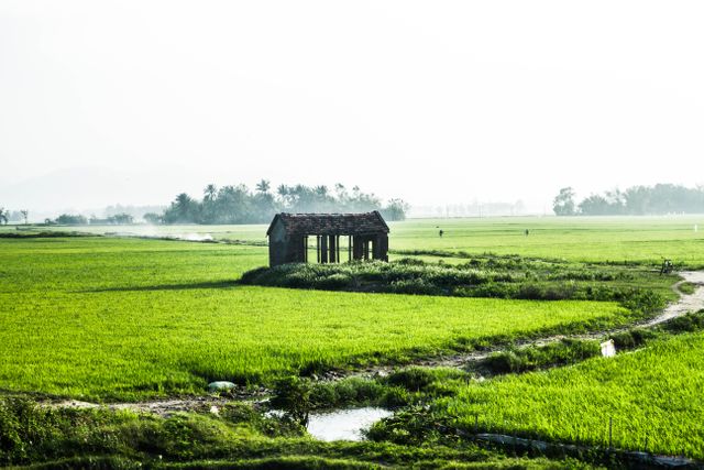 A solitary wooden house stands in the midst of a vast, green paddy field. The scene is taken at sunrise, with a misty ambiance adding serenity and peace to the rural landscape. This kind of visual is perfect for promoting tourism, rural agriculture projects, environmental consciousness, or thematic designs emphasizing tranquility and simplicity.