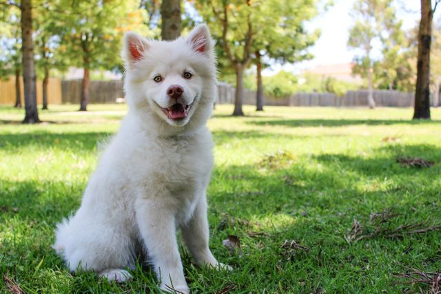 Adorable Fluffy Puppy Sitting on Grassy Field in Park - Download Free Stock Photos Pikwizard.com