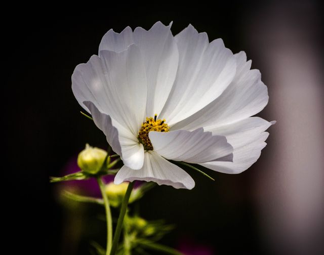 A beautiful white cosmos flower fully blooming against dark background captures attention with its delicate petals and vibrant yellow center. Perfect for use in gardening magazines, botanical studies, floral-themed invitations, or home decor items like posters and canvas prints.