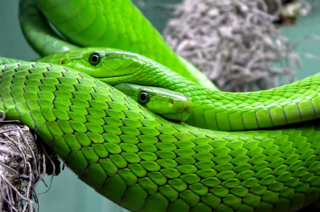 Two Vibrant Green Snakes Coiled Together on a Branch - Download Free Stock Photos Pikwizard.com