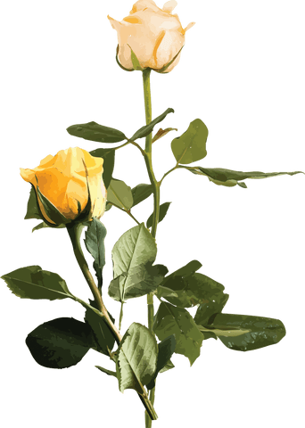 Yellow Roses Vector Art on Transparent Background