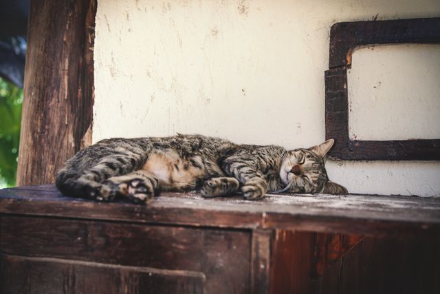 Tabby cat is laying down, sleeping comfortably on a wooden surface in a rustic environment. Perfect for use in editorials, websites focused on pets, articles related to domestic animals, relaxation themes, rustic lifestyle, and cozy home decor inspirations.