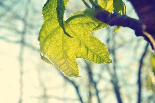 Close-up of a fresh green leaf illuminated by sunlight during springtime. Ideal for use in nature-themed websites, environmental campaigns, or botanical studies. This symbolizes freshness, renovation, and growth. Perfect for articles or advertisements about spring, gardening, or eco-friendly initiatives.