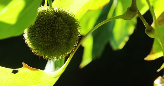 Close-up image of a prickly green seed pod hanging from a tree branch surrounded by green leaves. Sunlight filters through the leaves, illuminating the seed pod and foliage. Suitable for nature themes, botanical studies, or gardening blogs. Ideal for emphasizing natural growth and plant life.