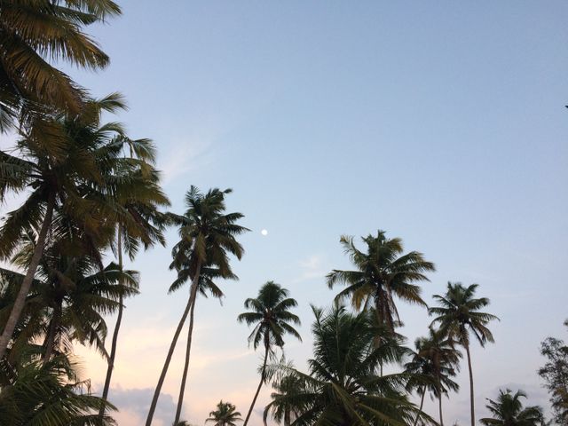 Palm trees swaying gently against a clear evening sky with the moon visible, great for backgrounds, travel blogs, relaxation content, environmental themes, and tropical destination promotions.