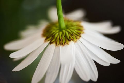 Macro underside of white daisy revealing green floral base and delicate drooping petals