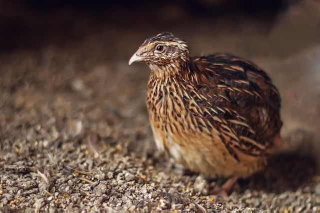 Quail is standing on a mix of dirt and ground debris in its natural habitat. Suitable for use in education materials about wildlife, birdwatching guides, nature blogs, ornithology studies, and environmental conservation campaigns.