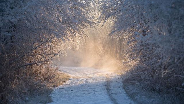 Winding frosted track with sunlight filtering through misty woodland canopy