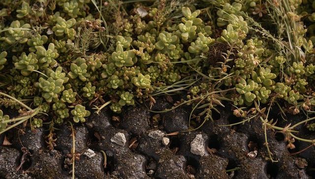 Spreading rosette succulents carpeting cracked pavement crevice with mossy rock texture
