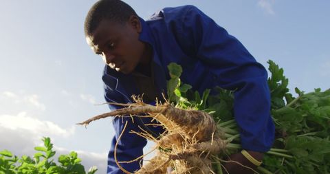 Young Farmer Harvesting Fresh Parsnips on Sunny Day