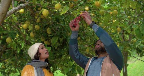 Couple harvesting lemons in backyard orchard while pruning fruit for seasonal cooking