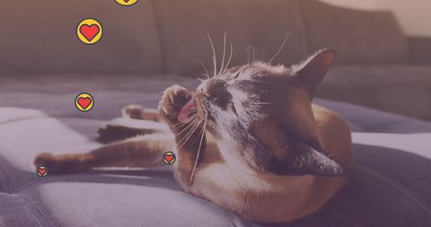 Cat Relaxing in Sunlight with Heart Icons - Download Free Stock Images Pikwizard.com