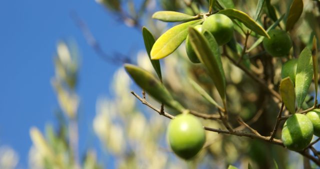 Green olives hang from the branches of an olive tree against a clear blue sky, with copy space. Olive trees are essential in producing olives for culinary uses, including oil and table olives.