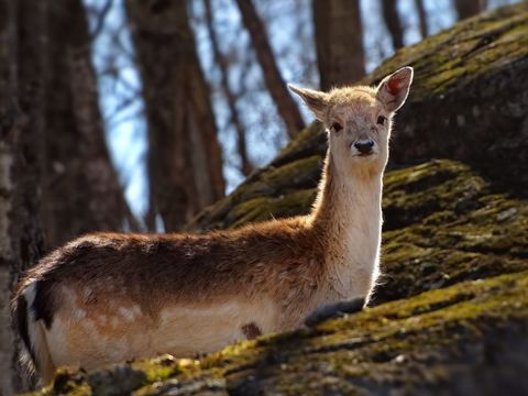 Young Deer Grazing in Sunny Forest Clearing