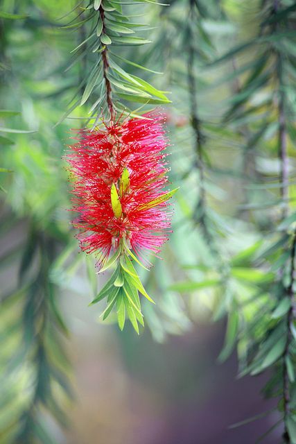 Close-up captures the intricate details and vibrant red color of a bottlebrush flower hanging from tree with blurred green foliage in background. Ideal for promoting garden centers, floral designs, and nature conservation campaigns, as well as for use in botanical studies and outdoor journals.