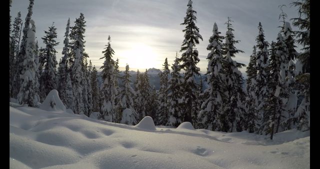 Serene Winter Landscape with Snow-covered Trees - Download Free Stock Images Pikwizard.com