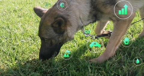 Shepherd-Type Dog Exploring Nature with Data Analytics Overlay