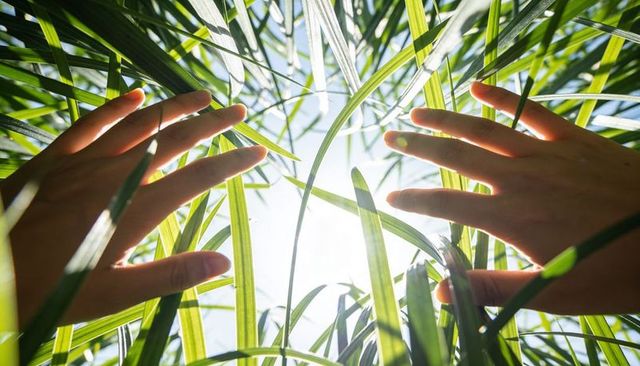 Reaching hands parting sunlit tall grass backlit green foliage nature connection wellness