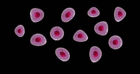 Colorful Microscopic View of Red and Pink Cells - Download Free Stock Images Pikwizard.com