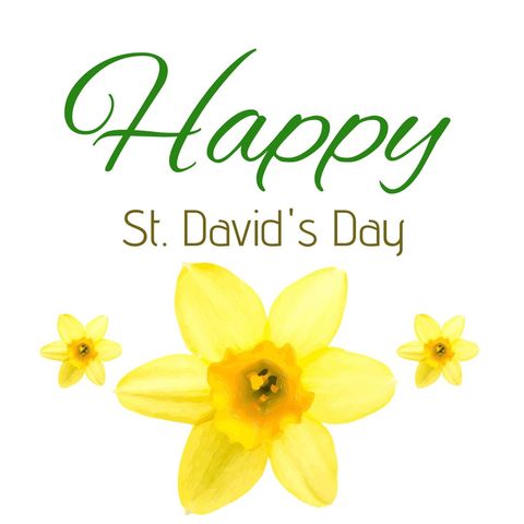 stunning daffodil emblematic of st. david's day celebration - Download Free Stock Templates Pikwizard.com