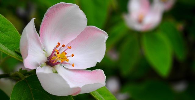 Close-up of Blossoming Apple Flower with Soft Pink Petals - Download Free Stock Photos Pikwizard.com