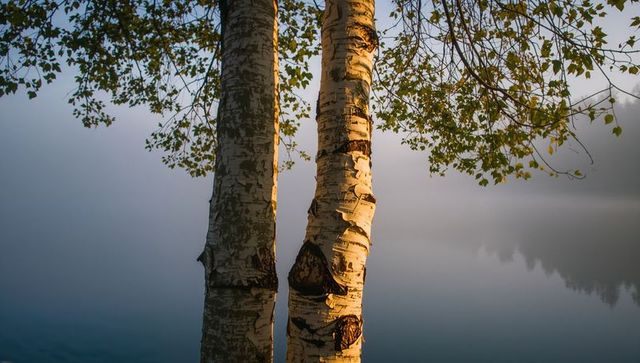 Sunlit birch trunks framing misty lake at golden hour with peeling bark texture, tranquil reflection