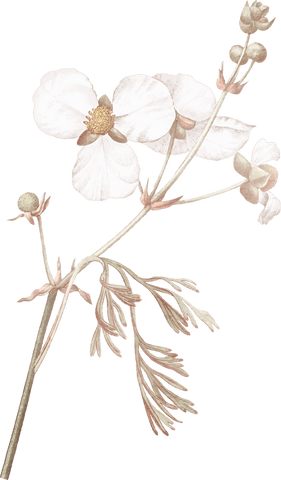 Delicate white blossoms in botanical watercolor art on transparent