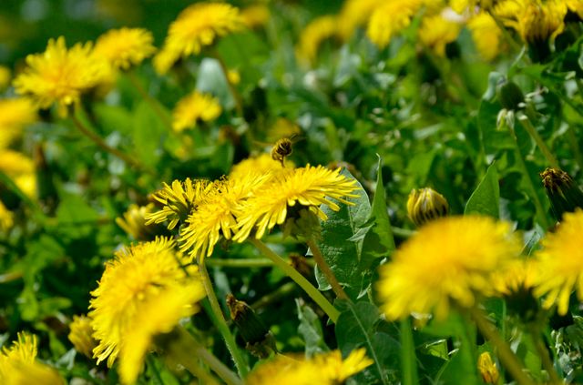 Close-up view of vibrant yellow dandelions in bloom with a pollinating bee amidst green foliage. This lively scene is perfect for illustrating concepts related to nature, pollination, biodiversity, and sunny summer days. Ideal for use in environmental projects, gardening magazines, and educational materials about pollinators and plant life.