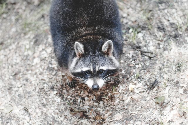 Curious raccoon standing on forest floor, looking up. Perfect for articles on wildlife, nature blogs, educational materials on animals, or environmental conservation campaigns.