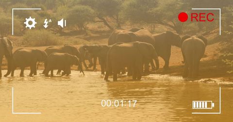 Elephants Gather at Savannah Waterhole Recorded on Camera - Download Free Stock Images Pikwizard.com