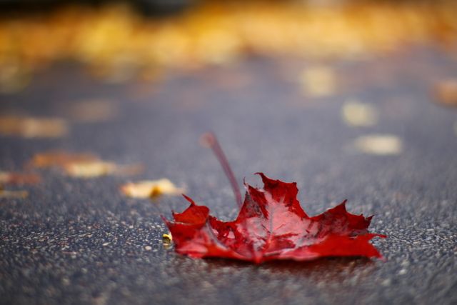 Vibrant red maple leaf lying on wet asphalt highlights autumn atmosphere. Useful for seasonal promotions, environmental themes, autumn greetings, or nature-focused content.