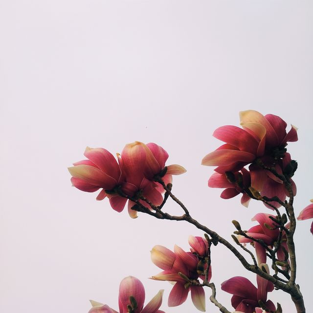 Magnolia flowers blooming against clear sky on an outdoor branch. Image can be used for floral designs, spring-themed promotions, gardening advertisements, nature backgrounds, and calming wallpapers.