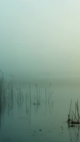 Misty lake reeds swaying and reflecting in calm water vertical nature video