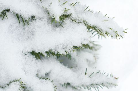 Snow Covered Fir Branches in Close-up Winter Scene
