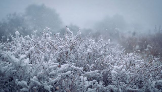 Hoarfrost-Covered Shrubs Glowing in Gentle Snowfall Across Misty Winter Meadow Dawn