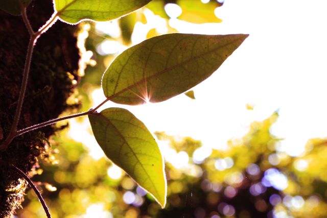 Sunlight Filtering Through Leaves With Bokeh Effect in Background - Download Free Stock Photos Pikwizard.com