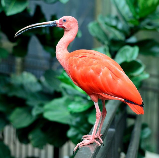 Bright and colorful scarlet ibis perched on a railing surrounded by lush green foliage. Perfect for use in wildlife magazines, educational materials on bird species, or decoration for nature-themed spaces.