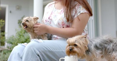 Relaxing in Garden with Two Yorkshire Terriers on a Summer Day - Download Free Stock Images Pikwizard.com