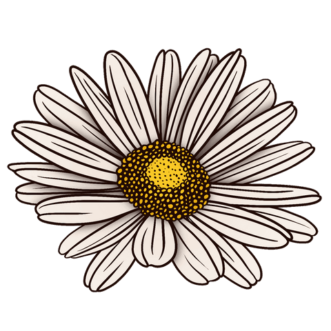 Stylized Daisy Vector Illustration with Transparent Background