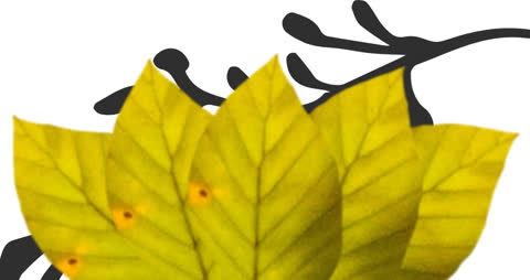 Abstract Animation of Leaves on Digital Background