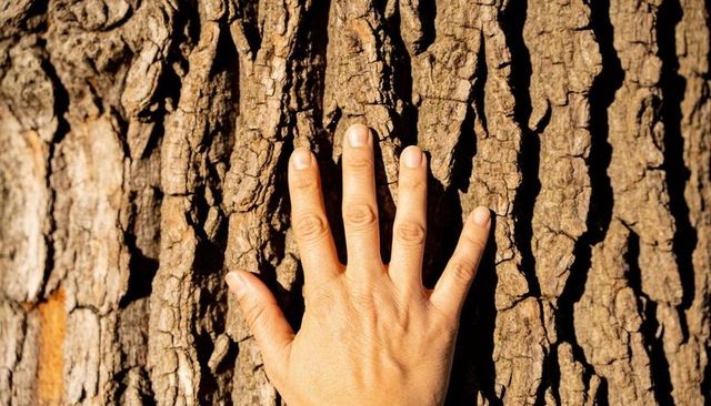 Hand pressing into tree bark close-up sunlit texture and rugged wood surface