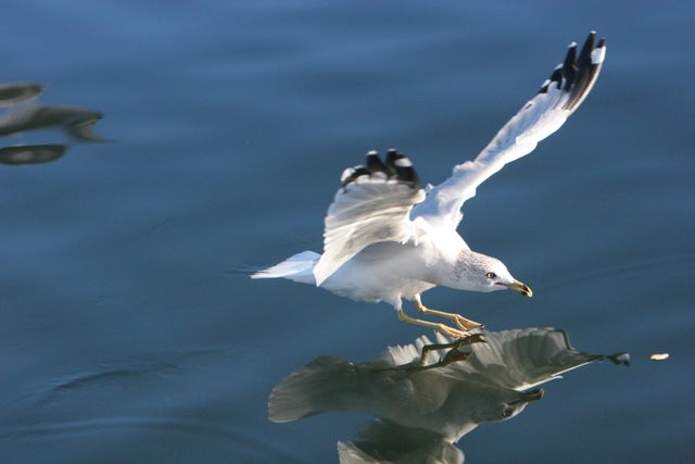 Seagull gracefully flying low over calm water with its wings spread wide, showcasing reflection on surface. Perfect for illustrating concepts of wildlife, freedom, nature beauty, and environmental awareness.