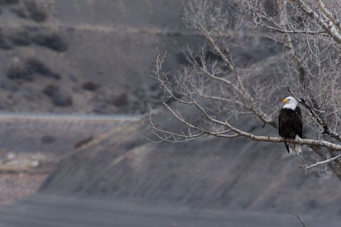 Bald Eagle Perched on Bare Tree by Rocky Terrain