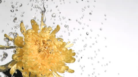 Yellow Chrysanthemum Under Rainfall in Super Slow Motion