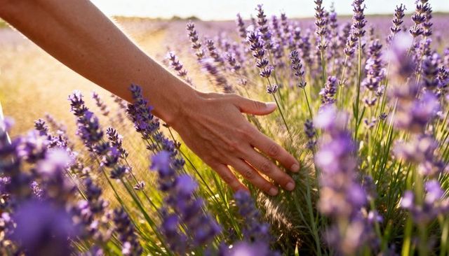 Bare Hand Brushing Lavender in Sunlit Field, Backlit Floral Bokeh, Serene Summer Moment