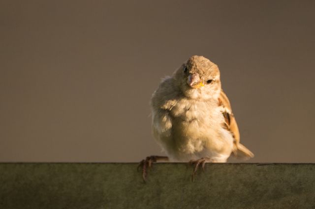 Curious sparrow perched on a fence during sunset with warm golden light casting a glow on its feathers. Perfect for use in nature topics, bird watching guides, wildlife photography, environmental awareness campaigns, and teaching materials about birds.