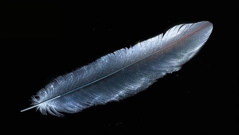 Iridescent bird feather lying diagonally against black background with metallic sheen