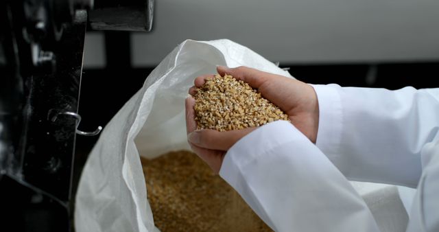 Female worker checking wheat seeds in distillery factory. Wheat seeds in a bag 4k