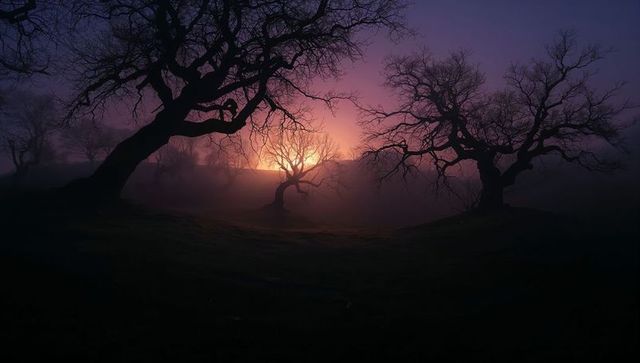 Gnarled oak silhouettes against fiery misty dusk on rolling meadow hillside